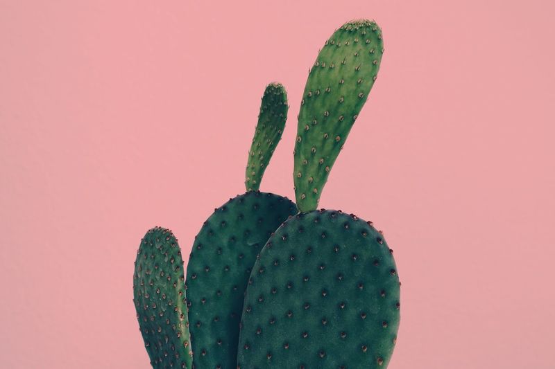 Close-up of cactus against pink background