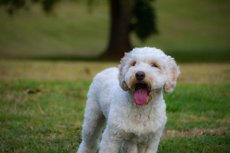 White fluffy labradoodle standing with tongue hanging out at the park