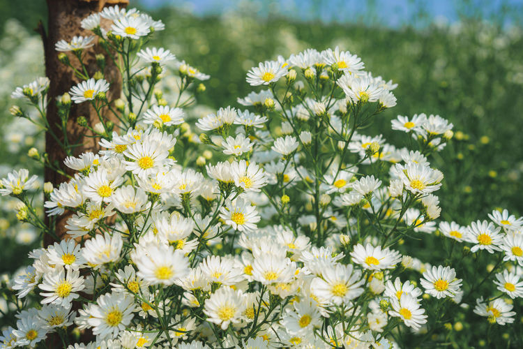 Close-up of white flowers on field