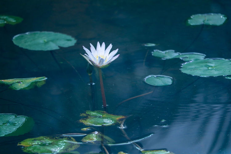 Close-up of lotus water lily in lake