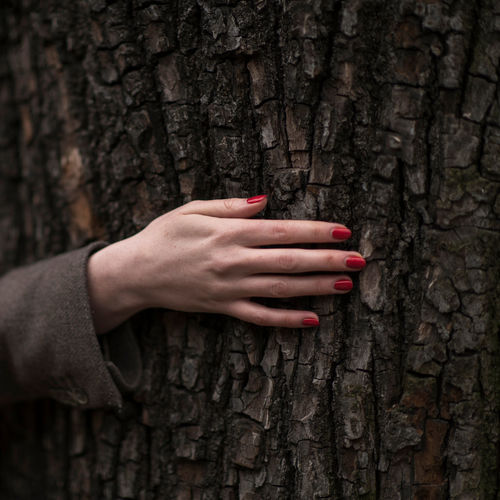 Cropped image of woman touching tree trunk