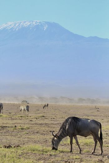 Horse grazing on field