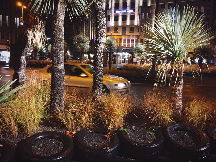 Potted plants in city at night