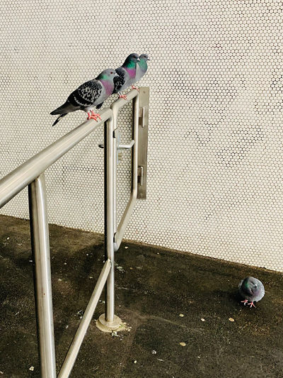 High angle view of bird on metal structure