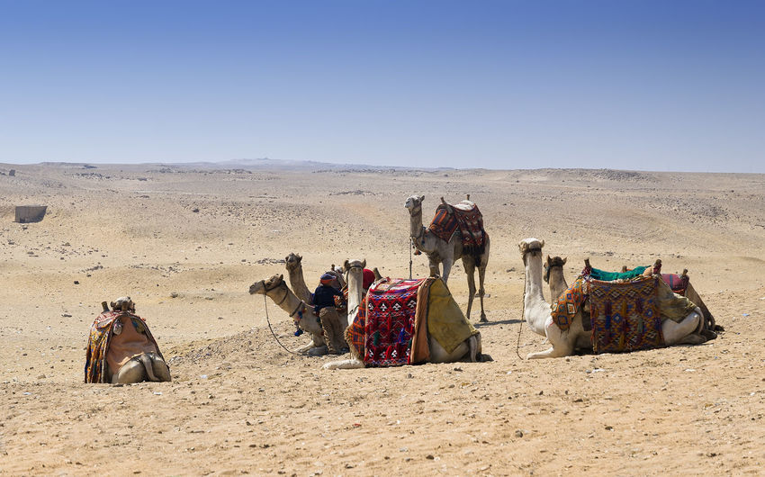 Dromedary camels in desert