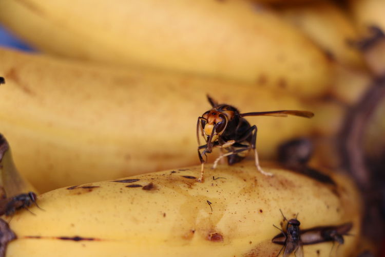 Close-up of insects on bananas