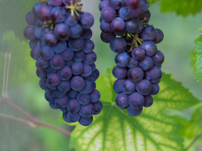 Close-up of grapes growing in vineyard