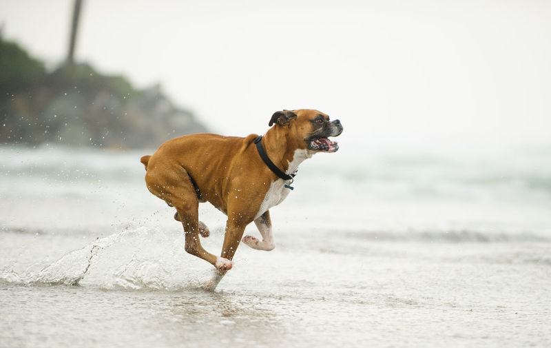 Side view of dog running in water on shore against sky