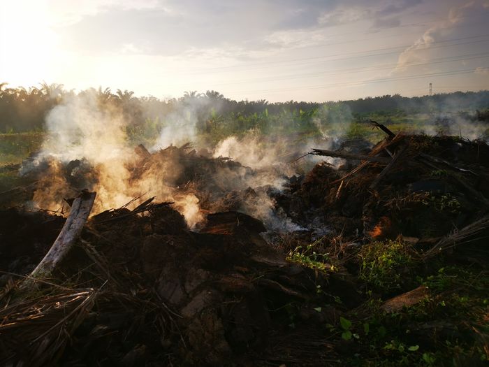 Palm oil slashed tree burning in smoke