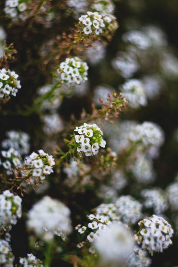 Close-up of white flowers growing on plant