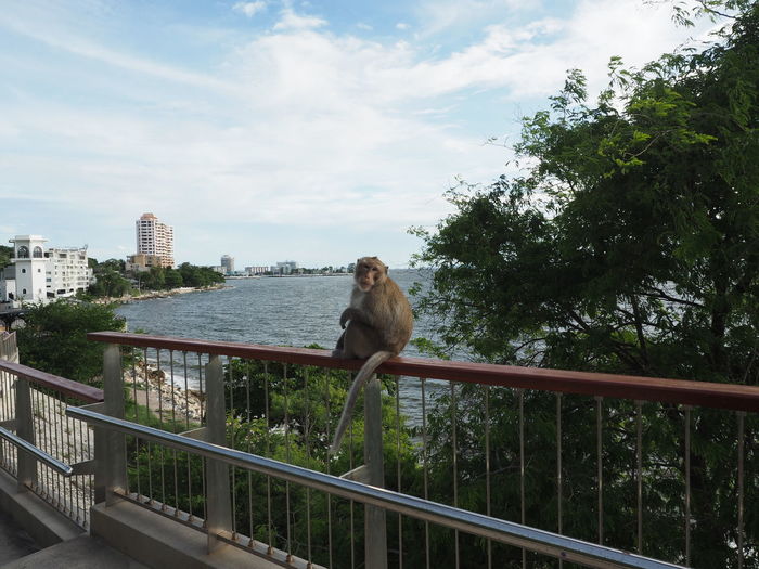 Monkey sitting on railing against sky