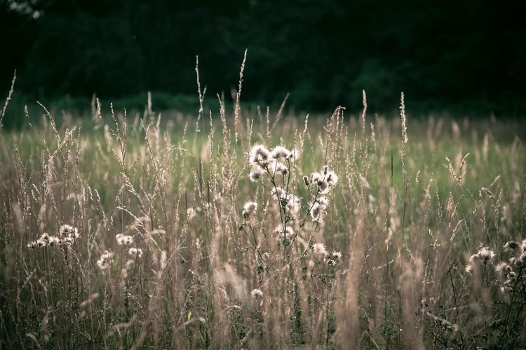 Close-up of flowering plants on field