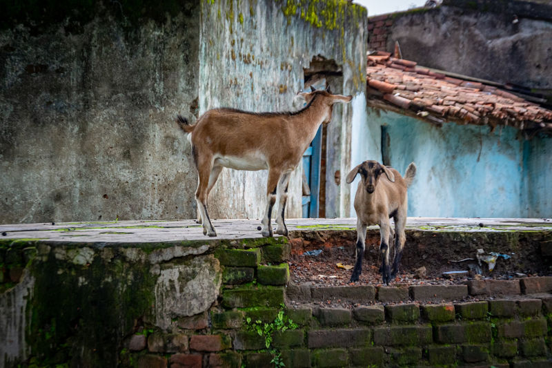 Goats standing against wall