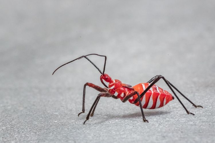 Close-up of spider