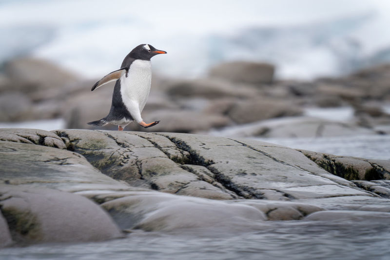 Gentoo penguin runs over rocks raising foot