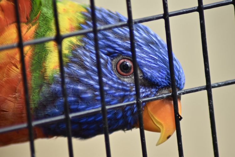 Close-up of parrot in cage