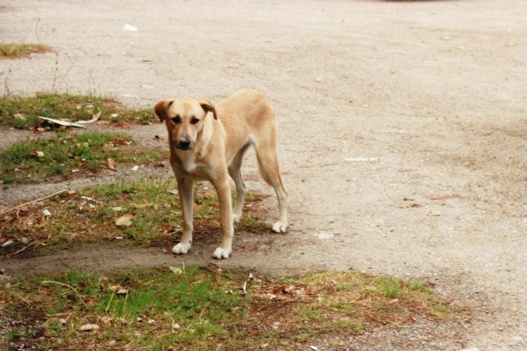 Portrait of dog standing on land