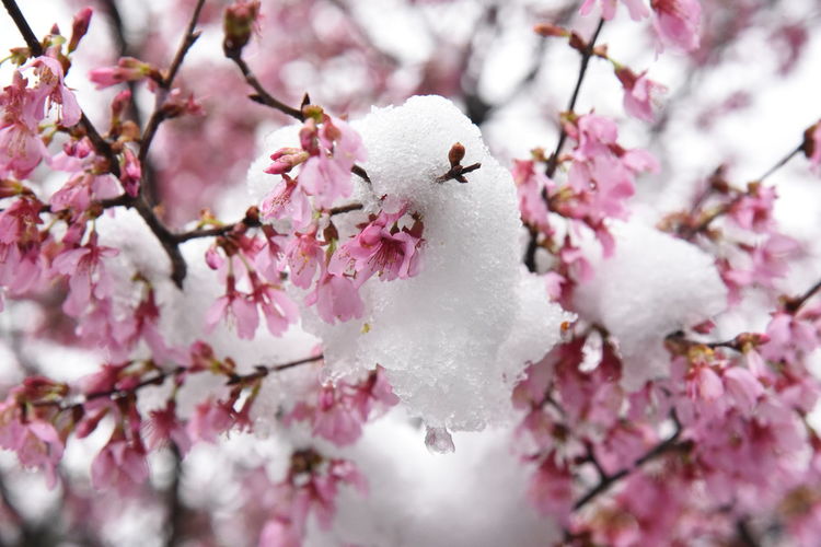 Close-up of snow on pink cherry blossom