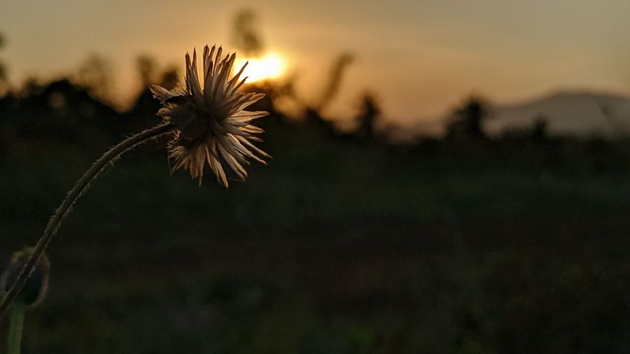 Close-up of dandelion on field against sky at sunset