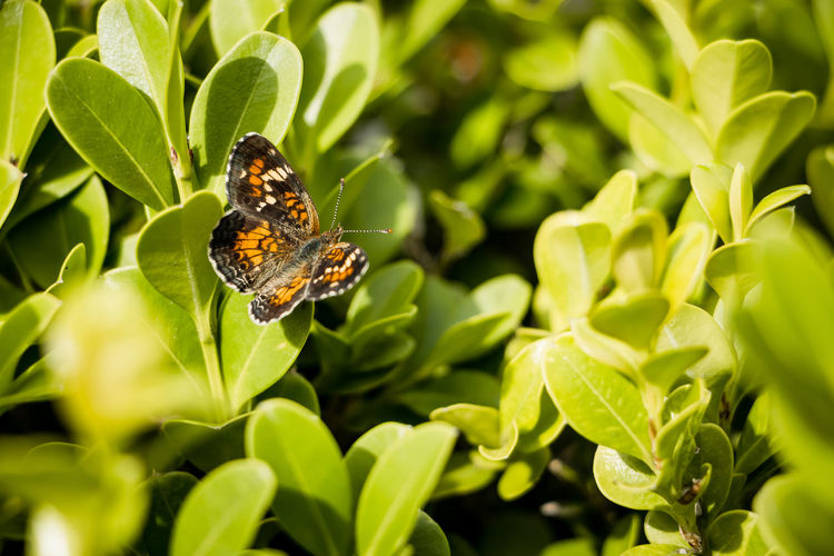 Close-up of butterfly pollinating on a plant