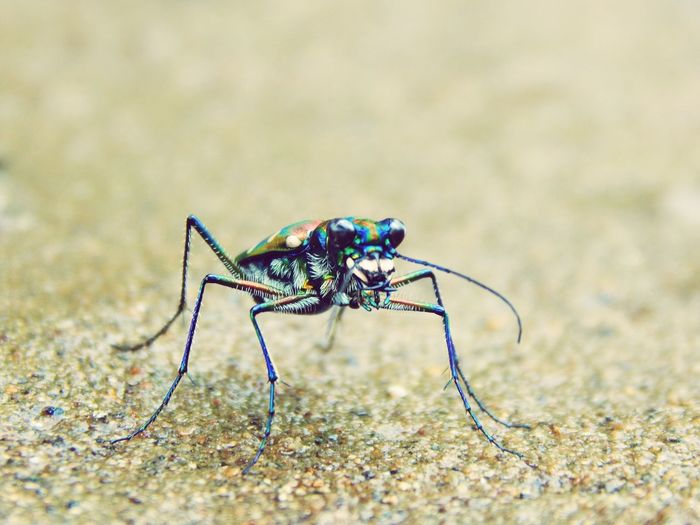 Close-up of bug on field