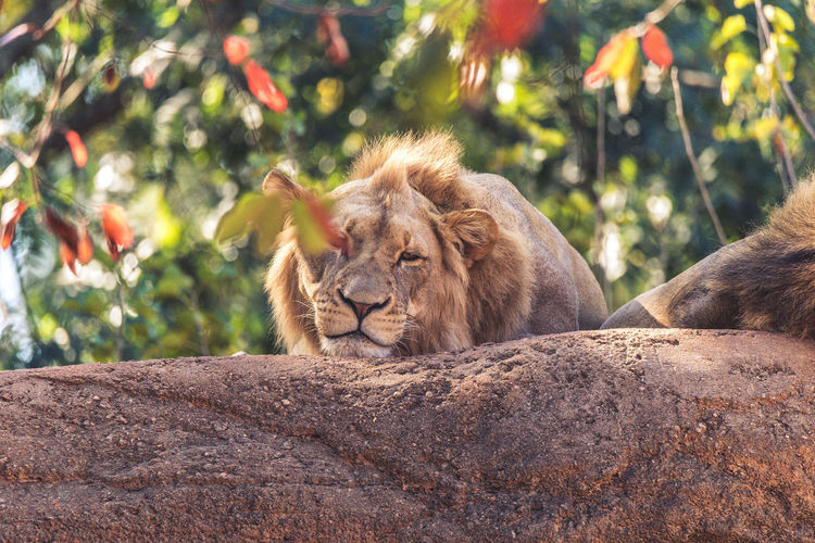 Portrait of lion resting on rock