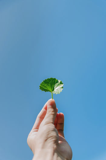 Cropped hand holding leaf against clear blue sky