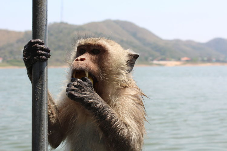 Close-up of monkey holding pole against lake