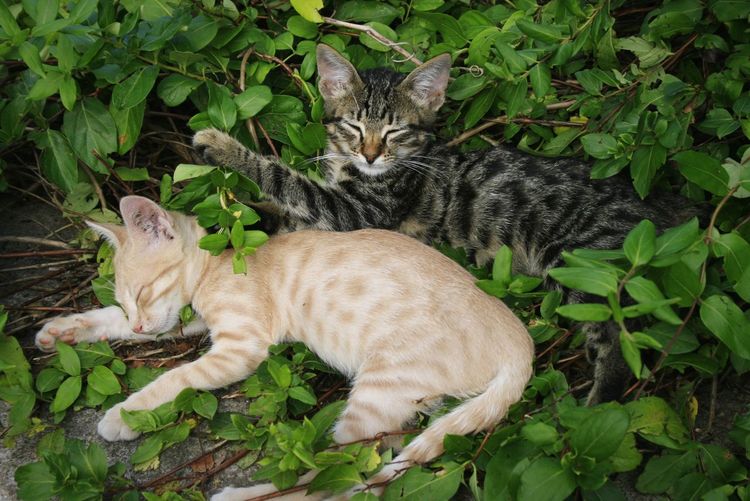 Cat resting in a plant
