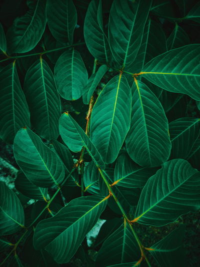 Full frame shot of fresh green leaves