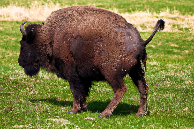 A woods bison having a pee.