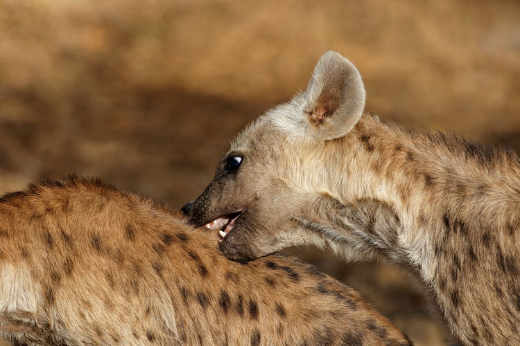 Close-up of hyena biting