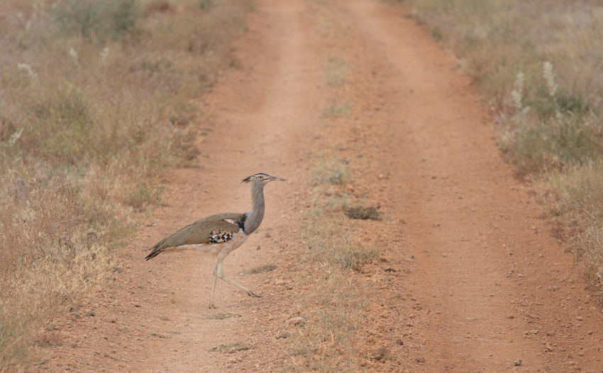 View of bird on dirt road