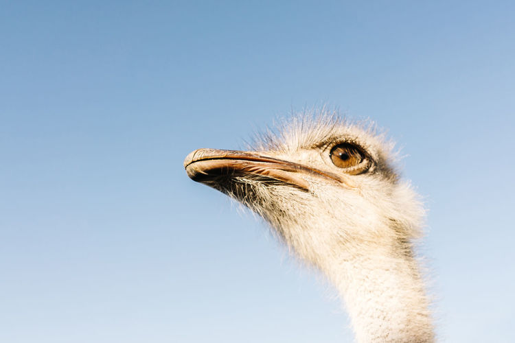 Low angle view of ostrich against sky