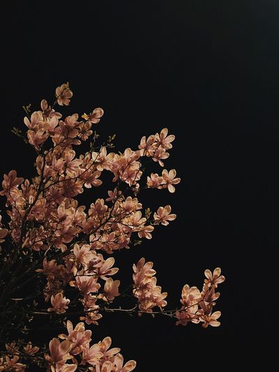Close-up of cherry blossom against black background