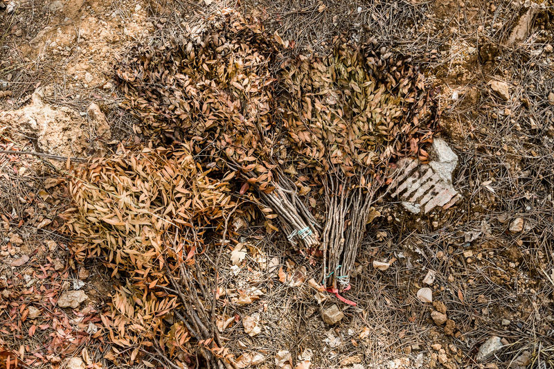 Close-up of plants