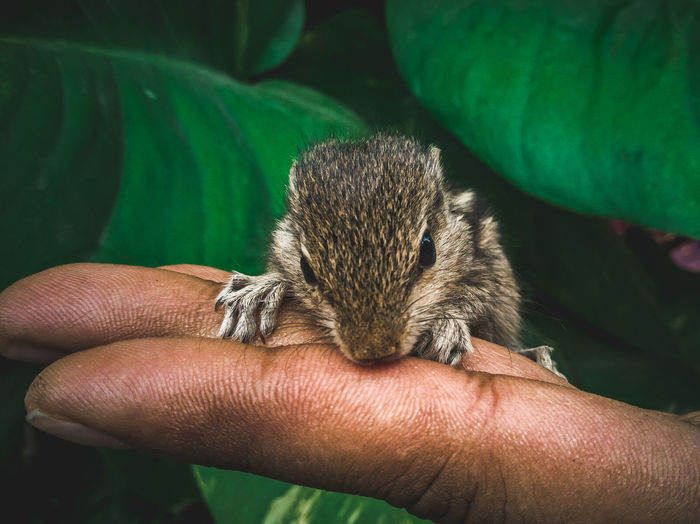 Taking care of wounded squirrel.