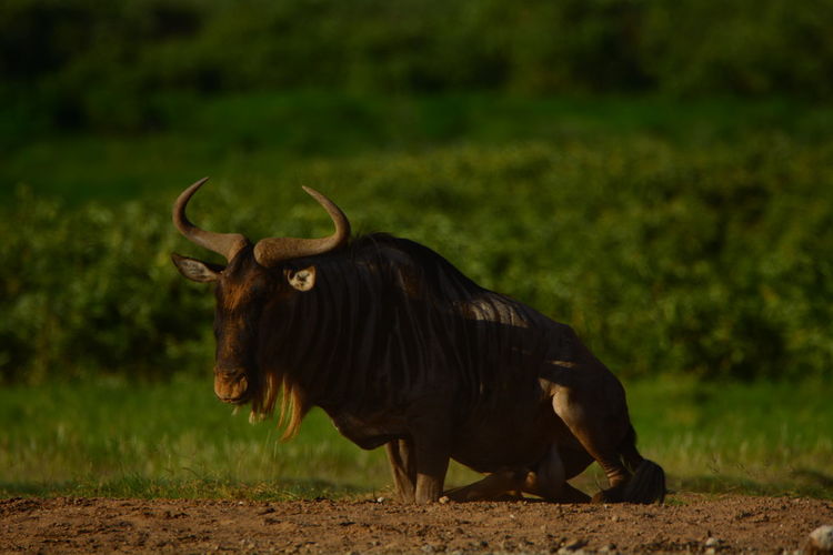 Wildebeest on field