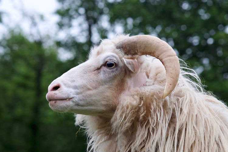 Close-up of the head of a sheep. 