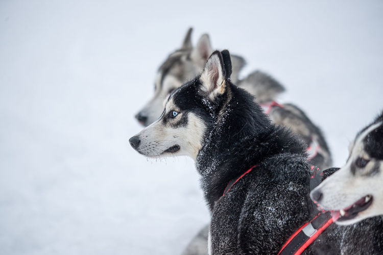 Sled dogs of the siberian husky breed in harness