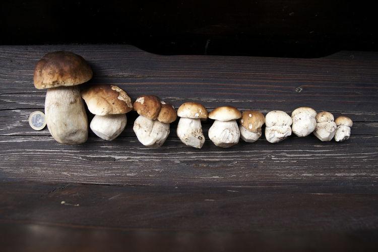 Conceptual close-up of mushrooms of various sizes