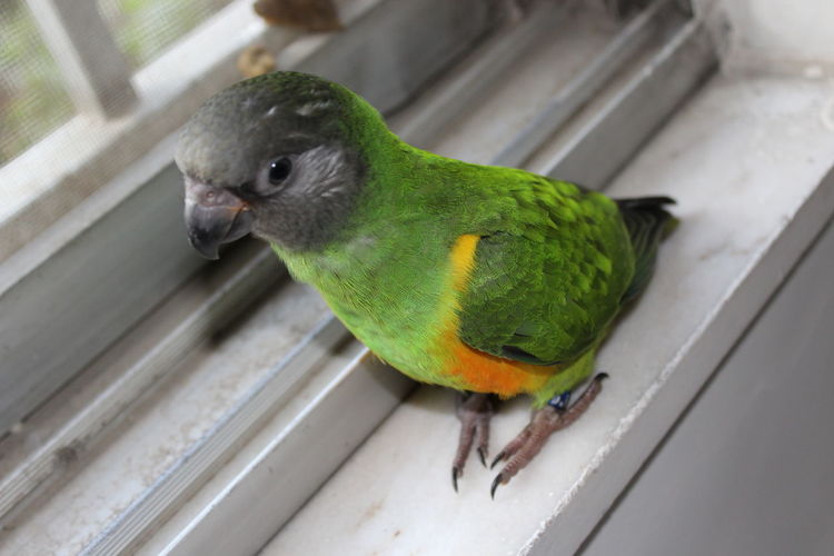 High angle view of parrot perching