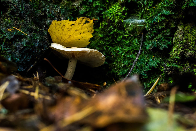 Close-up of mushroom growing in forest