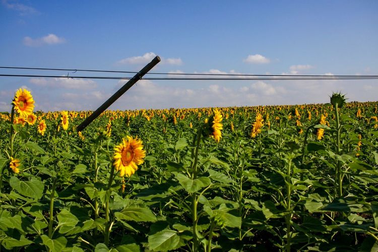 Close-up of yellow flowering plants on field against sky