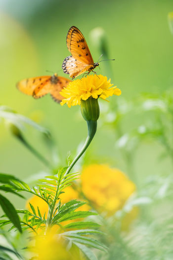 Close-up of butterfly pollinating on yellow flower