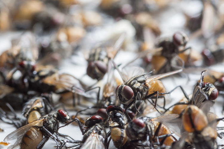 Close-up of dead flies on glue trapped