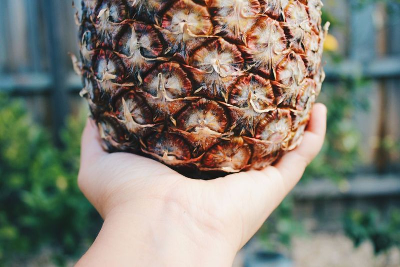 Close-up of hand holding pineapple
