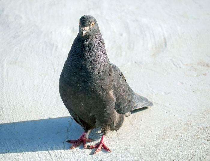 Close-up of bird perching on wall