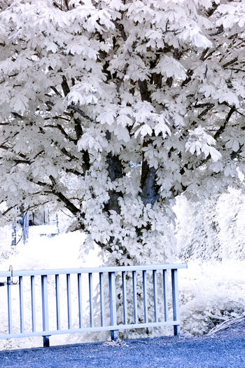 Snow covered plants and fence