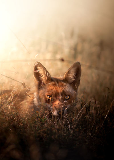 Fox portrait at sunset